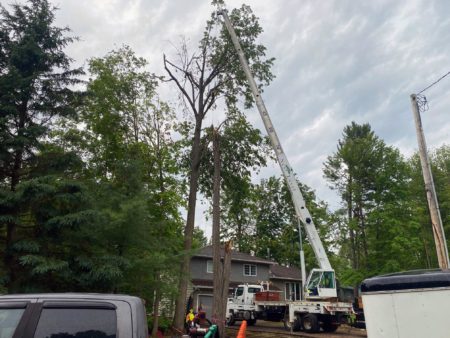 Next Level Tree Services Ottawa emergency broken tree removal and emergency tree brand removal services