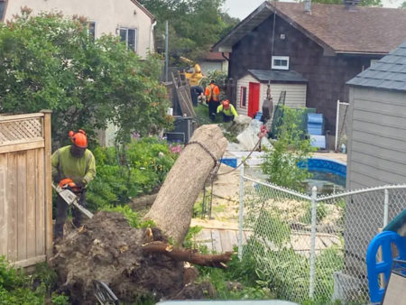 Ottawa Tree Removal backyard emergency tree removal