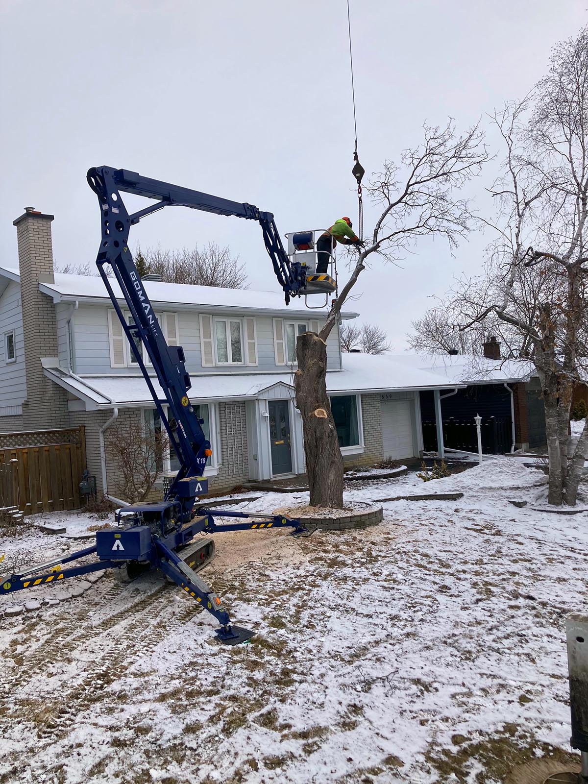 Tree Branch Removal Tree Limb Removal Next Level Tree Services